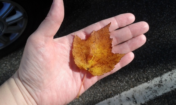 Shiny leaf in the palm of my hand